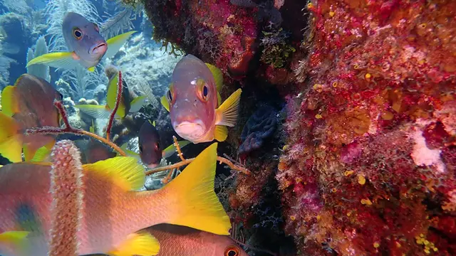 yellow tail grunt fish