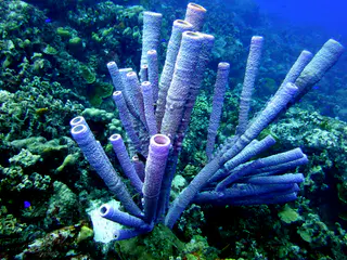 Underwater photograph by Joel Bergsma
