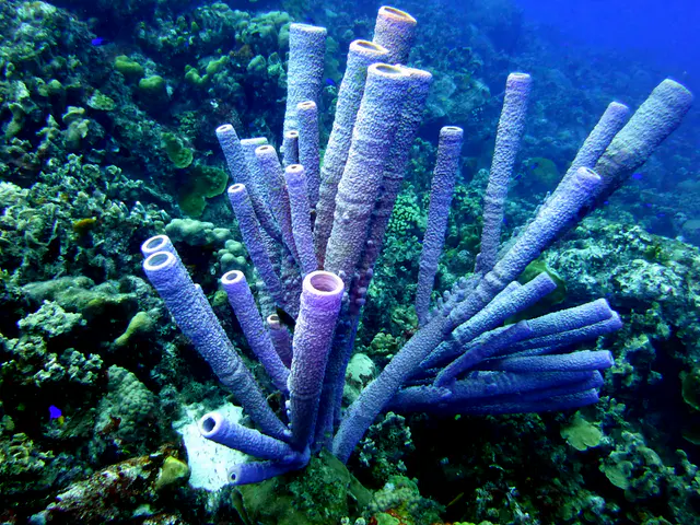 Underwater photograph by Joel Bergsma