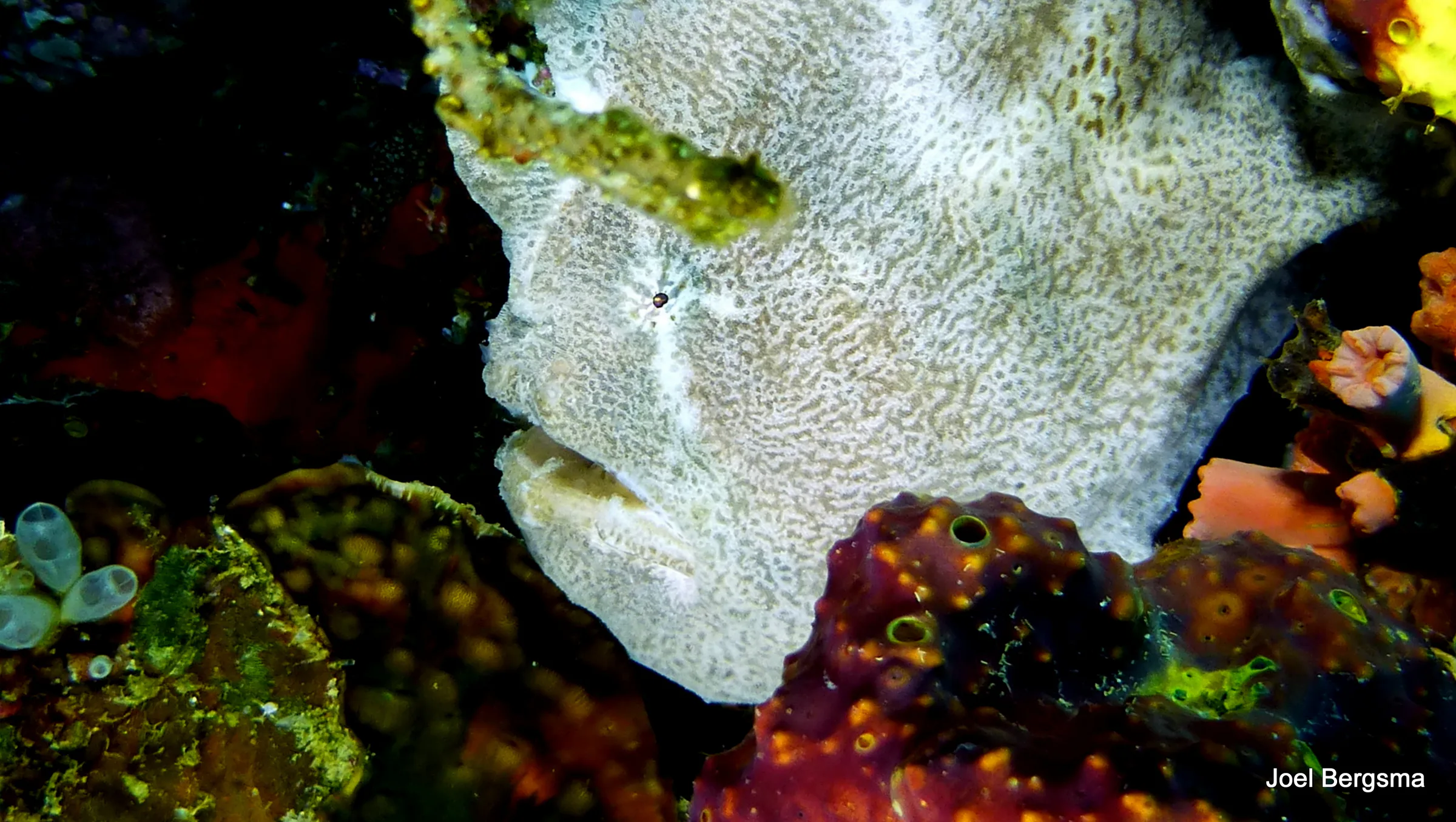 Frogfish, Philippines, 2017