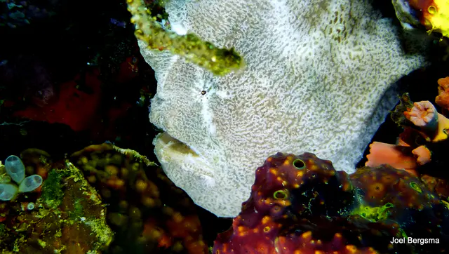 Underwater photograph by Joel Bergsma