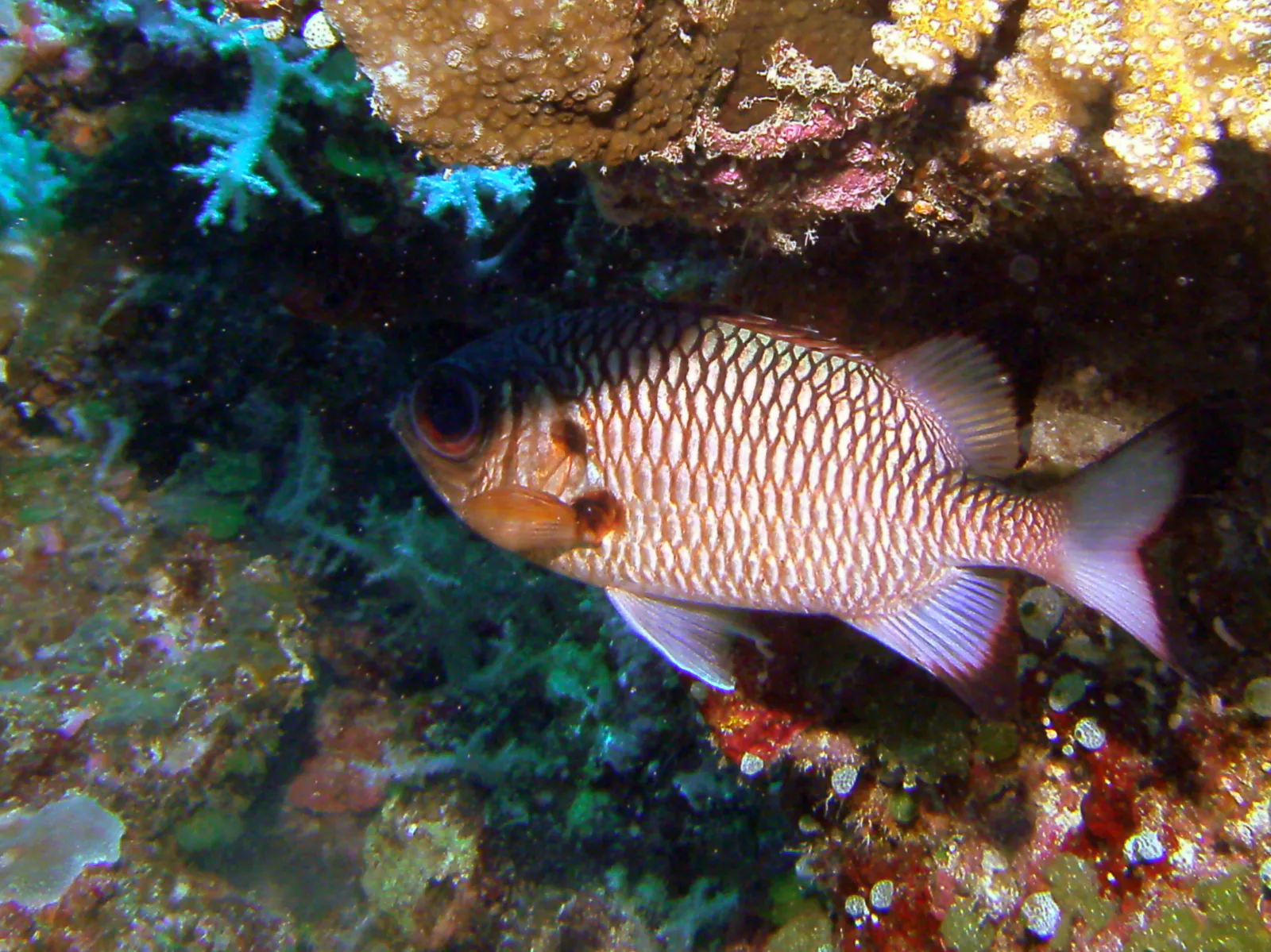 Blotcheye Soldierfish. See Gerald Allen, et al, Reef Fish Identification - Tropical Pacific (2003) at page 108.