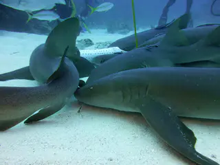 Underwater photograph by Joel Bergsma