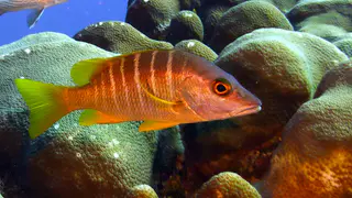 Underwater photograph by Joel Bergsma