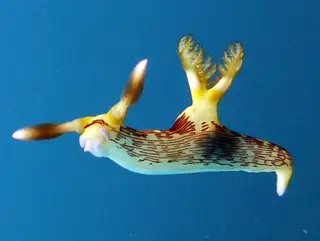 Underwater photograph by Joel Bergsma