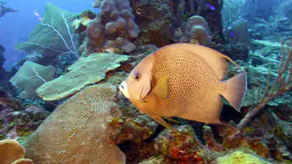 Underwater photograph by Joel Bergsma