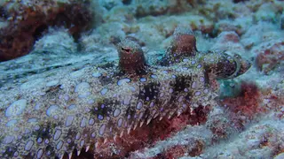 Flounder