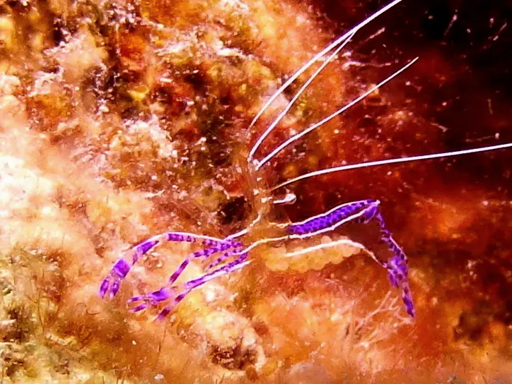 Pederson's Cleaning Shrimp, Bonaire, 2013