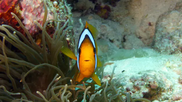 Underwater photograph by Joel Bergsma