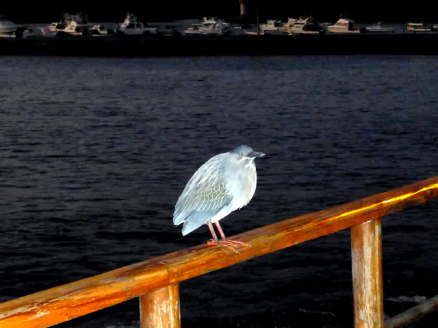 Not sure what bird we saw here along the waterfront -  Puerto Baquerizo Moreno, San Cristobal Island.
