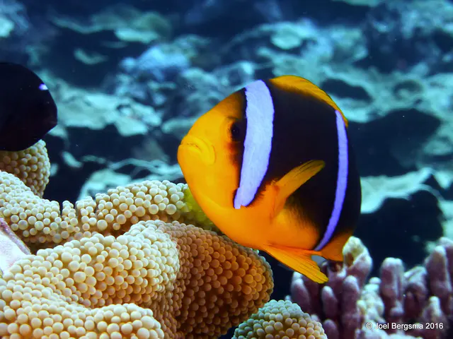 Underwater photograph by Joel Bergsma