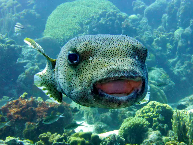 Underwater photograph by Joel Bergsma
