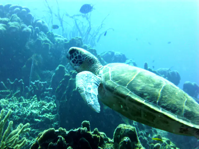 Underwater photograph by Joel Bergsma