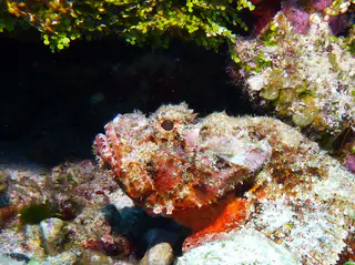Underwater photograph by Joel Bergsma