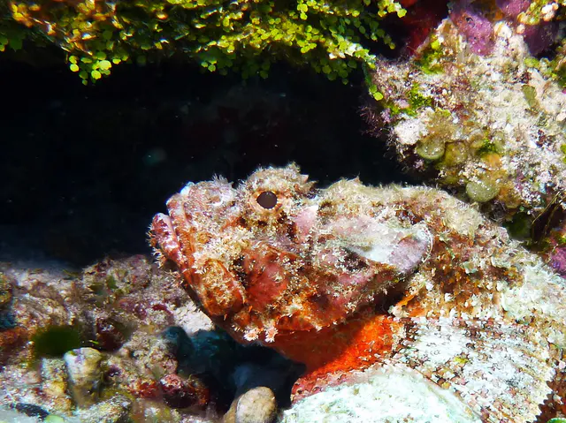 Underwater photograph by Joel Bergsma