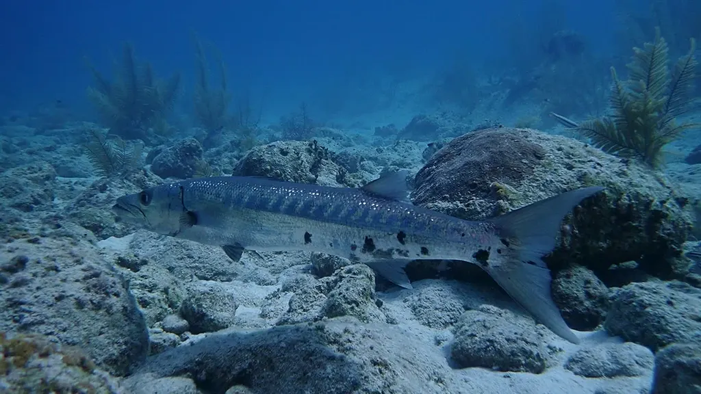 Barracuda