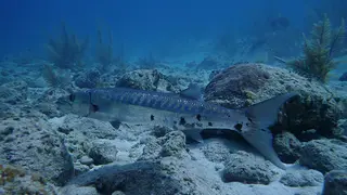 Barracuda