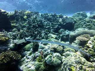 Cornetfish. See Paul Humann, et al, Reef Creature Identification - Tropical Pacific (2010) at page 401.