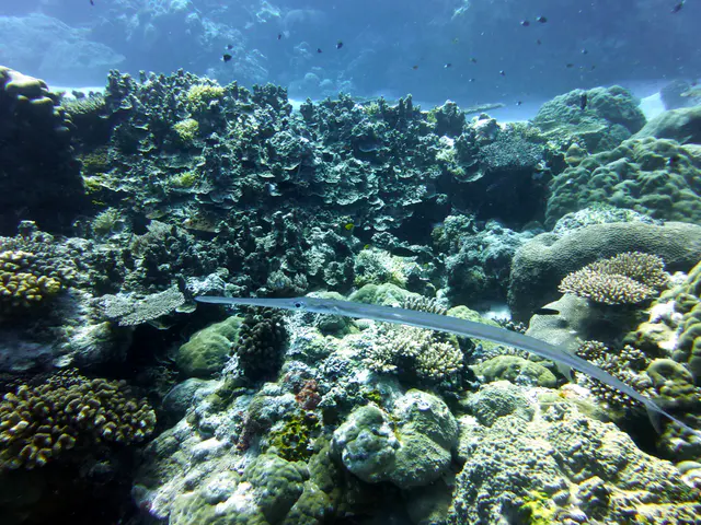 Cornetfish. See Paul Humann, et al, Reef Creature Identification - Tropical Pacific (2010) at page 401.
