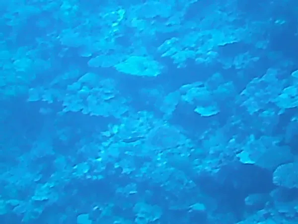 Underwater photograph by Joel Bergsma