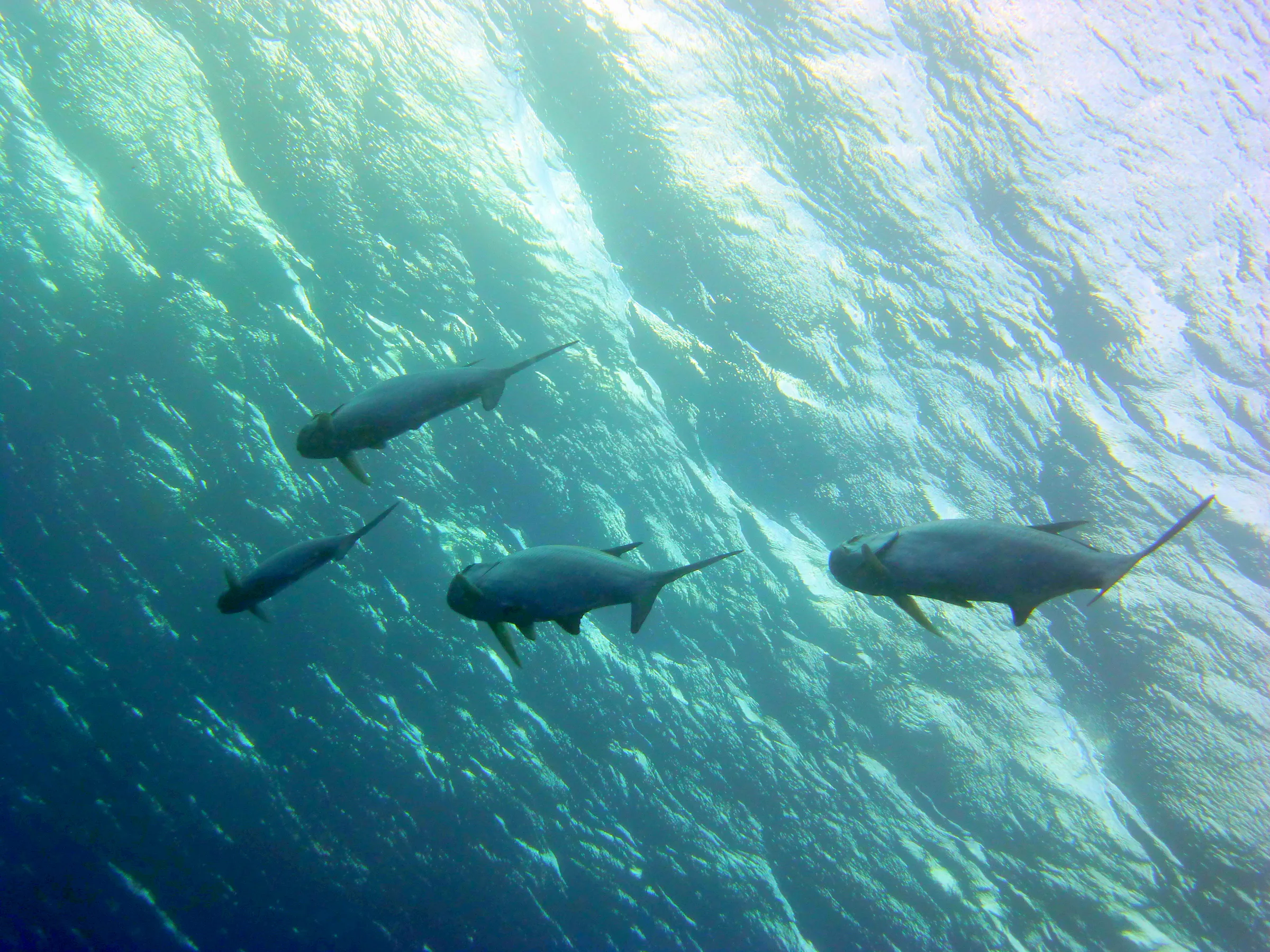 Tarpon, Bonaire, 2013