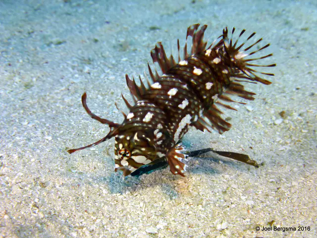 Underwater photograph by Joel Bergsma