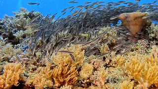 Underwater photograph by Joel Bergsma