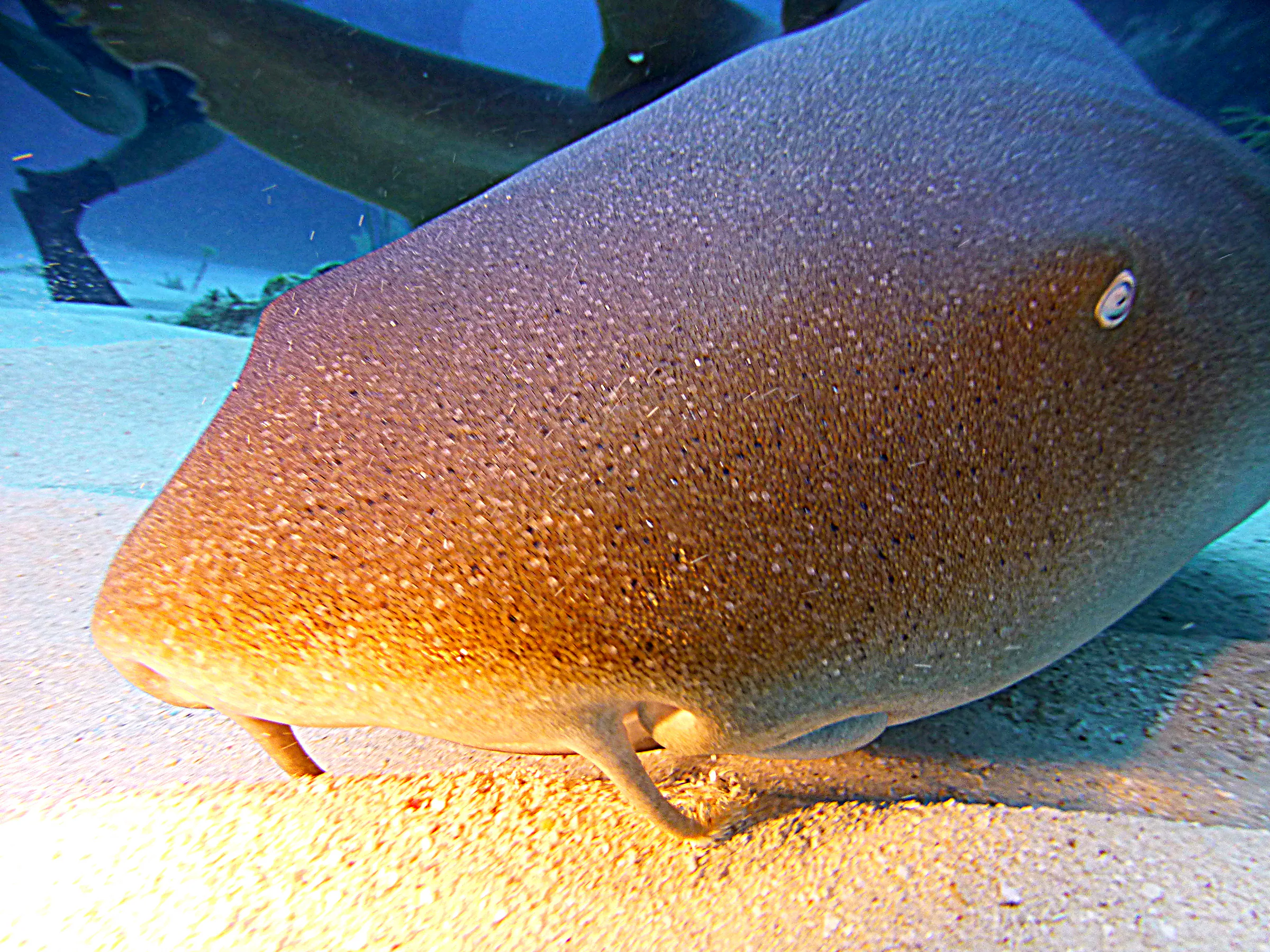 Nurse Shark, Belize, 2017