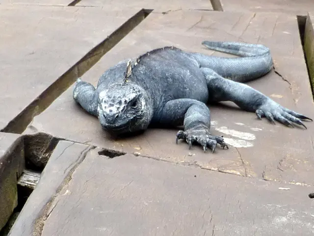 Marine Iguana at rest on the outdoor deck of the Red Magrove Aventura Lodge in Puerto Ayora.