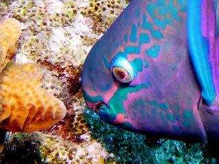 Underwater photograph by Joel Bergsma