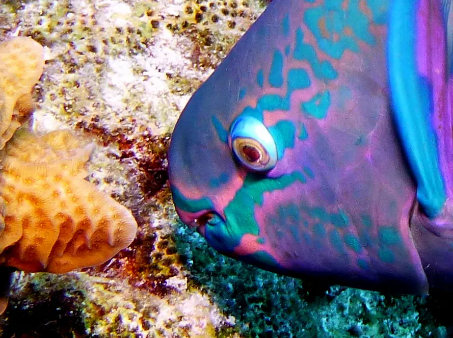Parrotfish, Bonaire, 2013