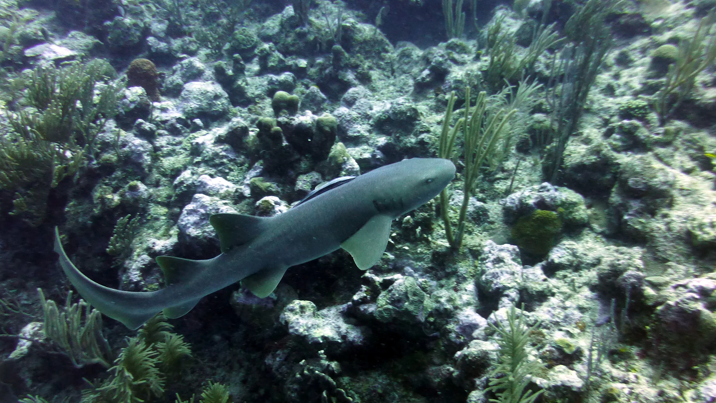Nurse Shark, Belize, 2017