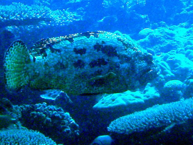 Greasy Grouper with its bulging eyes.