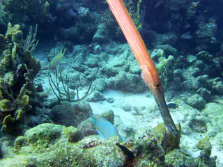 Underwater photograph by Joel Bergsma
