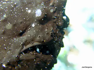 Underwater photograph by Joel Bergsma