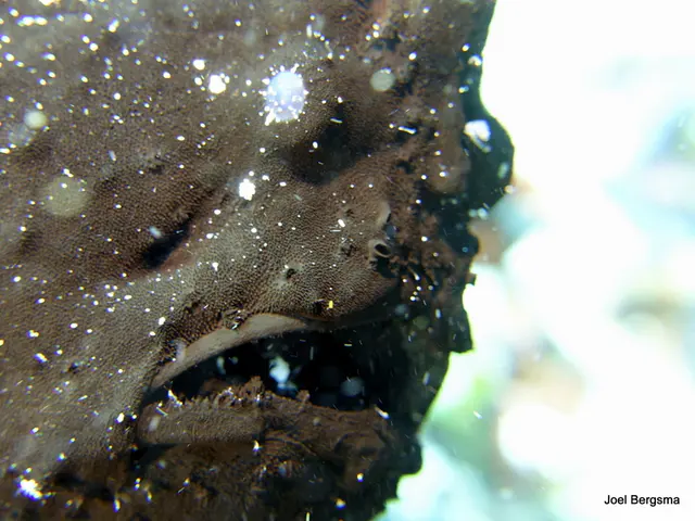 Underwater photograph by Joel Bergsma