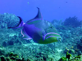 Underwater photograph by Joel Bergsma
