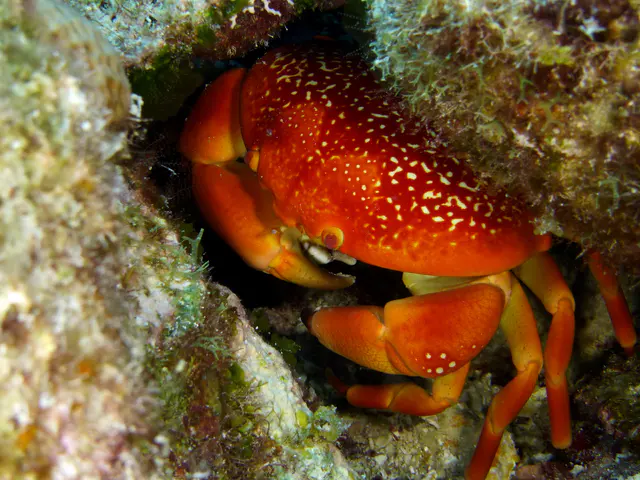 Underwater photograph by Joel Bergsma