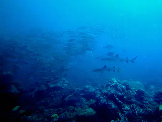 Two sharks approach a bait ball of snappers.