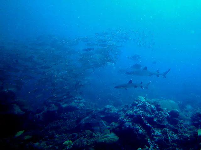 Two sharks approach a bait ball of snappers.