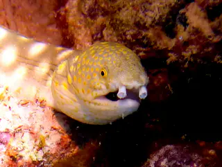 Underwater photograph by Joel Bergsma