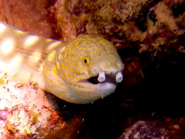 Underwater photograph by Joel Bergsma
