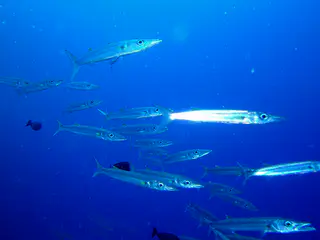 School of Barracuda