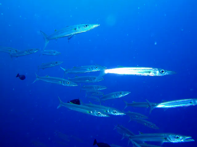 School of Barracuda
