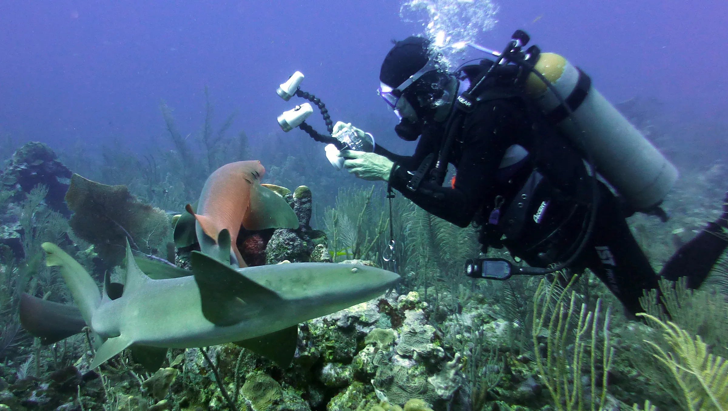 Nurse Shark, Belize, 2017