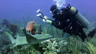 Underwater photograph by Joel Bergsma