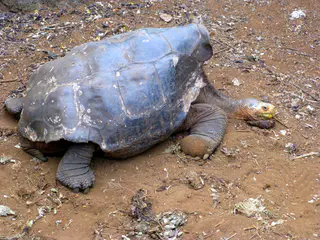 Another resting Giant Tortoise with its long outstretched neck.