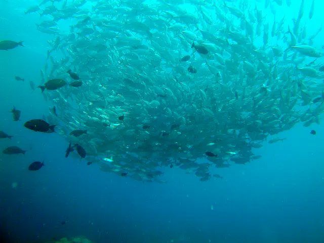 A school of Trevally swirls around in a funnel shape above me