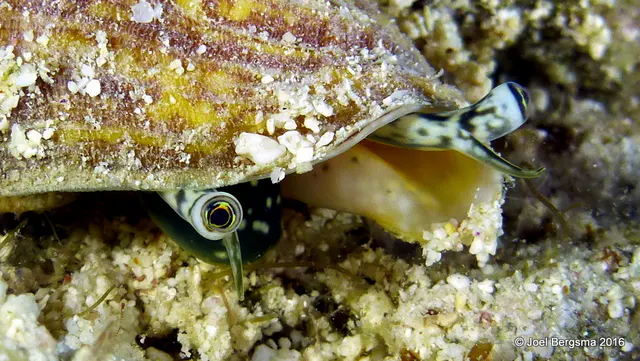 Underwater photograph by Joel Bergsma