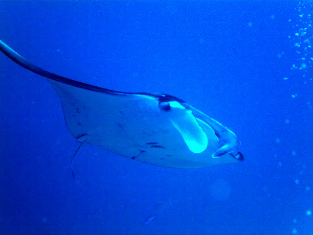 Manta Ray